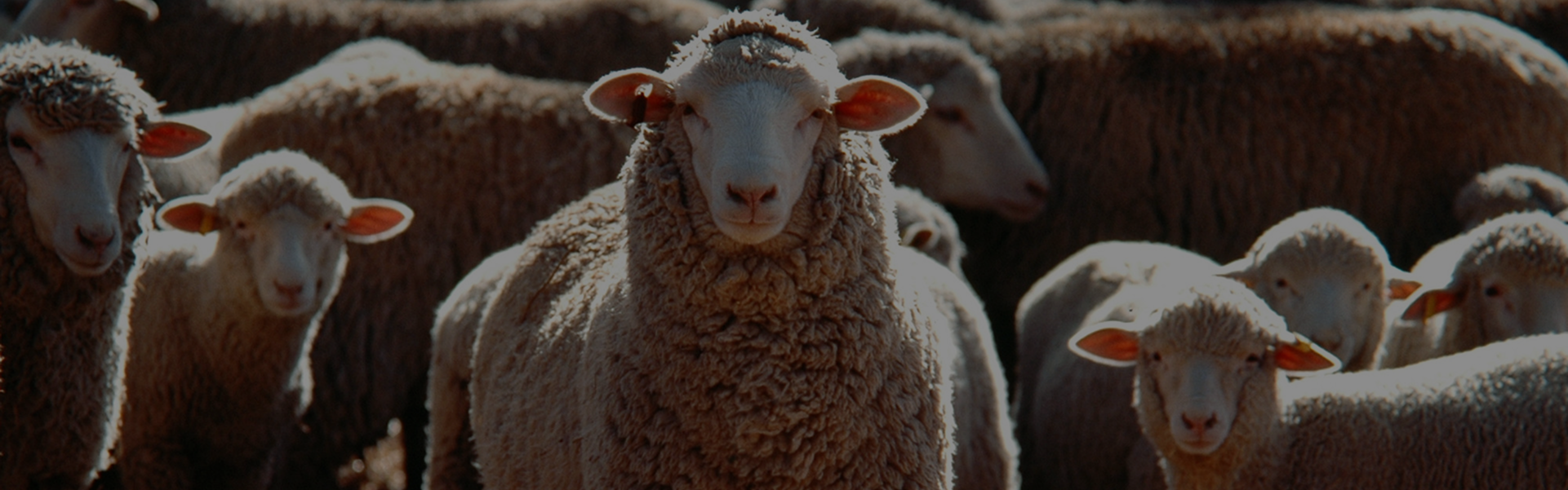 Qurbani Background Image